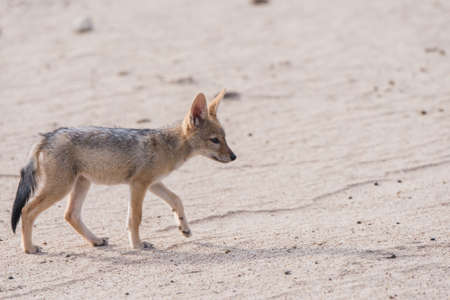 Black-backed Jackal pup (Canis mesomelas) profile, Botswana, 2015の写真素材