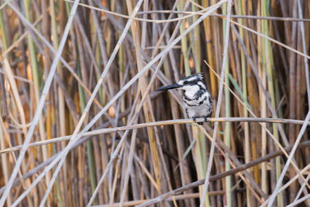 Pied Kingfisher (Ceryle rudis) perched on reeds along river edge, Namibia, 2015の写真素材