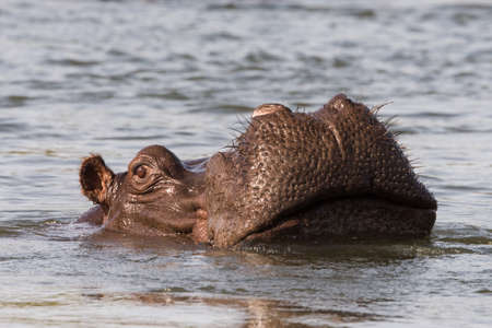 Close up of Hippo (Hippopotamus amphibius) sticking face out of water, Namibia, 2015の写真素材