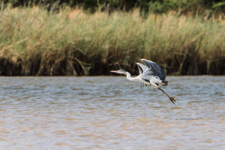 Gray Heron (Ardea cinerea)  standing in river, Namibia, 2015の写真素材