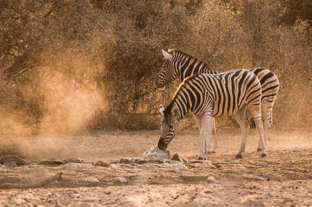 Two Plains Zebra (Equus quagga) at waterhole at sunrise, Namibiaの写真素材