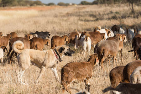 A Kangal livestock guarding dog roams in between a herd of Damara fat-tailed sheep, Namibia, Juneの写真素材