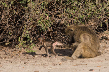Baboons have family social time, Botswana, 2015の写真素材
