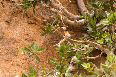 Rosy-faced lovebird (Agapornis roseicollis) perched high in tree in rocky areaの写真素材