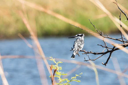 Pied Kingfisher (Ceryle rudis) perched above river edge at Mudumu National Park, Namibia, Novemberの写真素材