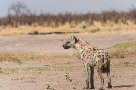 Young Spotted Hyena (Crocuta crocuta) profile, Botswana, 2015の写真素材