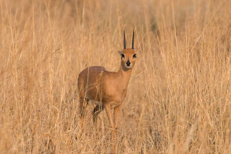 Male Steenbok (Raphicerus campestris) with ears back making eye contact, Namibiaの写真素材