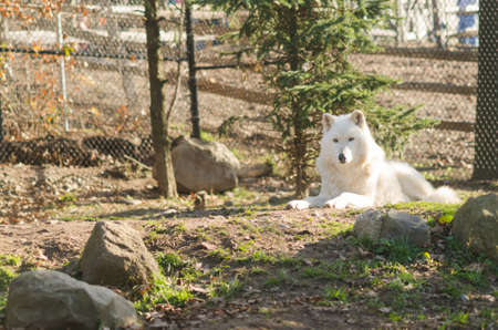 Single Captive Artic Wolf (Canis lupus arctos) in Zoo enclosureの写真素材