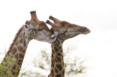 Giraffes show affection, Kruger National Park, South Africaの写真素材