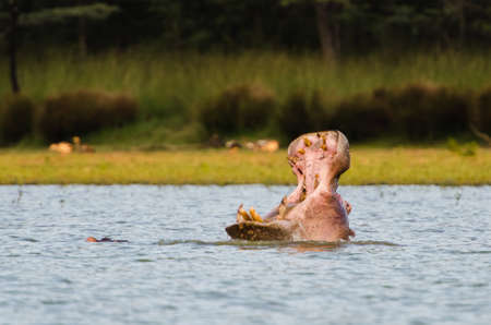 Hippo (Hippopotamus amphibius) presenting with mouth wide open, South Africaの写真素材