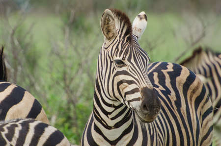 Adult Plains Zebra (Equus quagga), Kruger National Park, South Africaの写真素材