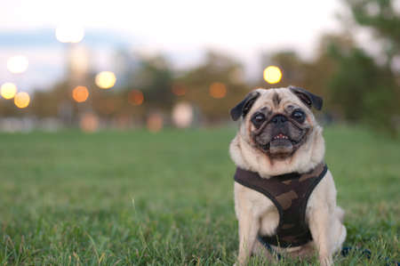Pug portrait sitting in Grass wearing harnessの写真素材