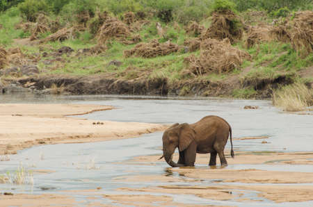 Large African Elephant (Loxodonta africana) crossing River, Kruger National Park, South Africaの写真素材