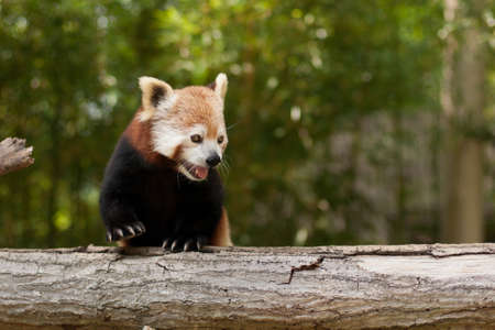 Red Panda (Ailurus fulgens) Portrait at zoo in the summer, USAの写真素材