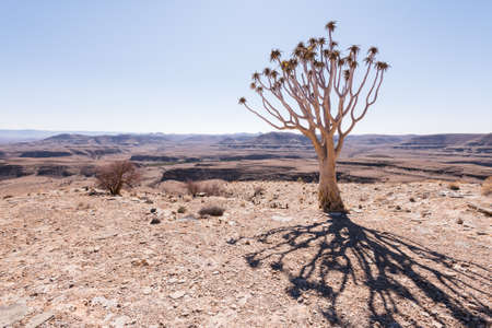 Quiver Tree Shadow looking over arid landscape, Namibiaの写真素材