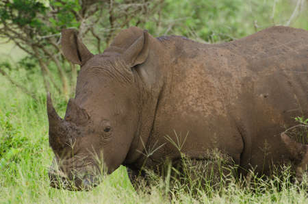 Single White Rhino (Ceratotherium simum) in grasslands, Kruger National Park, South Africaの写真素材