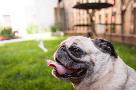 Close up of pug smiling in backyard during summerの写真素材