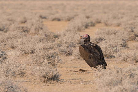 Lappet-faced vulture (Torgos tracheliotos) standing on ground in desert clearing Etosha National Park, Namibiaの写真素材