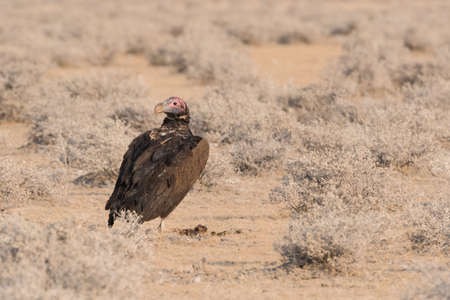 Lappet-faced vulture (Torgos tracheliotos) standing on ground in desert clearing Etosha National Park, Namibiaの写真素材