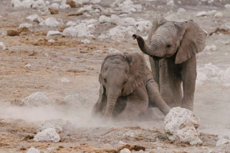 Small elephants (Loxodonta) playing in the dirt National Park, Namibiaの写真素材