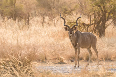 Single male Greater Kudu (Tragelaphus strepsiceros) standing in bush Bwabwata National Park, Namibiaの写真素材
