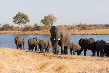 Large adult elephant (Loxodonta) stands guard in front of other elephants drinking in river Bwabwata...