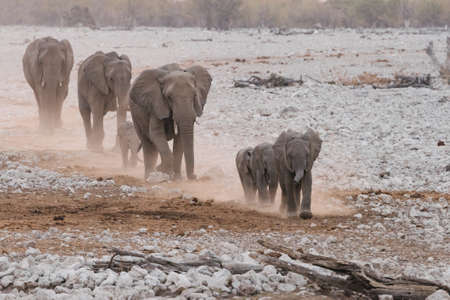 Elephant (loxodonta) family group herd marching through desert to waterhole Etosha National Park, Namibiaの写真素材