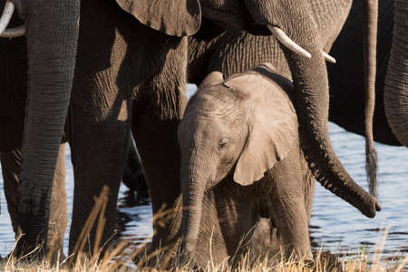 A small elephant (Loxodonta) calf being protected by larger family members in river Bwabwata National Park, Namibiaの写真素材