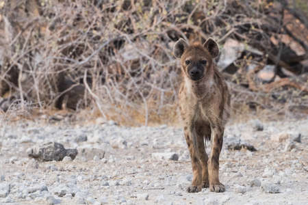 Spotted Hyena (Crocuta crocuta) walking in sparse landscape Etosha National Park, Namibiaの写真素材