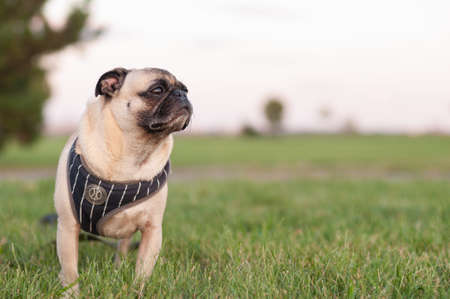 Pug standing in Grass Portrait wearing harnessの写真素材