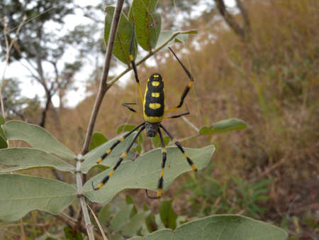 Golden Orb Spider 