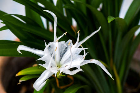 Flowers are living antsの写真素材