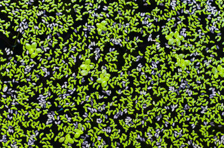 Green algaeの写真素材