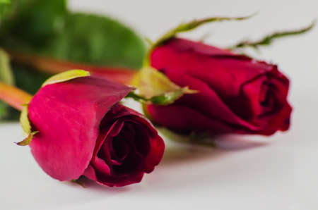 Red rose two flowers on white background. Symbol valentine's dayの写真素材