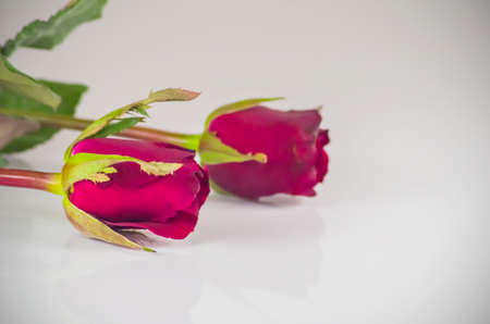 Red rose two flowers on white background. Symbol valentine's dayの写真素材