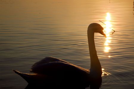 Swan at the sunset.の写真素材