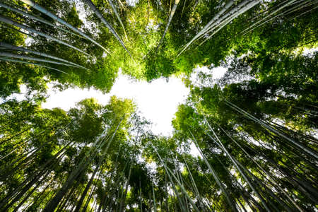 bamboo forest in arashiyama, kyoto, japan