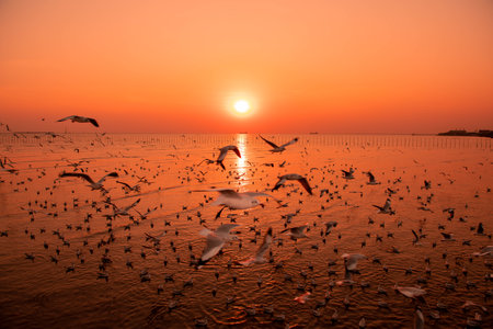 Evening sunset on the beautiful landscape with some seagulls flying in the sky at Bangpu, Thailand.の写真素材