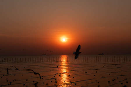 Evening sunset on the beautiful landscape with some seagulls flying in the sky at Bangpu, Thailand.の写真素材