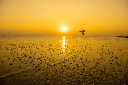 Evening sunset on the beautiful landscape with some seagulls flying in the sky at Bangpu, Thailand.の写真素材