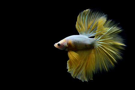 Multi Color Betta fish halfmoon and HMPK from Thailand or Siamese fighting fish on isolated black Backgroundの写真素材