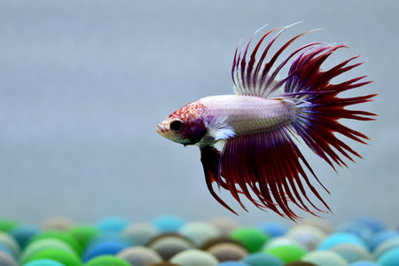 Multi Color Betta fish Crowntails from Thailand or Siamese fighting fish on isolated blue or grey Backgroundの写真素材