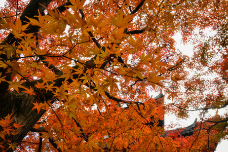 Maple leaves in Red, Orange or Yellow at Kyoto, Japan during autumn season.