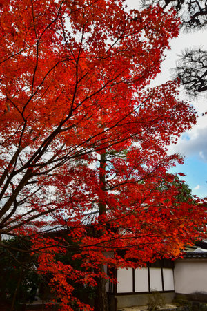 Maple leaves in Red, Orange or Yellow at Kyoto, Japan during autumn season.