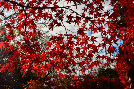 Maple leaves in Red, Orange or Yellow at Kyoto, Japan during autumn season.の写真素材