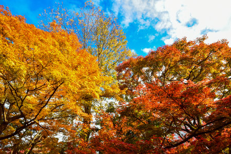 Maple leaves in Red, Orange or Yellow at Kyoto, Japan during autumn season.