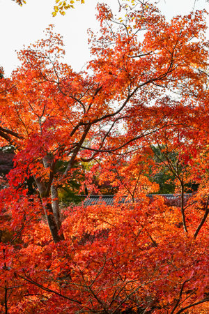 Maple leaves in Red, Orange or Yellow at Kyoto, Japan during autumn season.