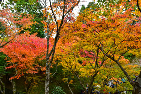 Maple leaves in Red, Orange or Yellow at Kyoto, Japan during autumn season.の写真素材