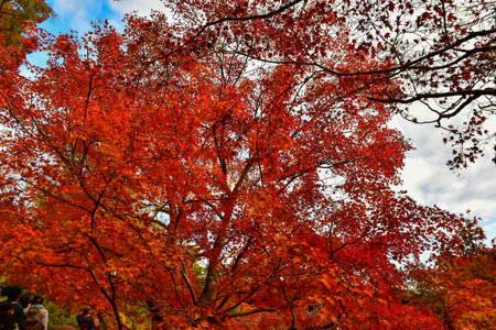 Maple leaves in Red, Orange or Yellow at Kyoto, Japan during autumn season.の写真素材