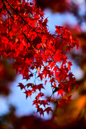 Maple leaves in Red, Orange or Yellow at Kyoto, Japan during autumn season.